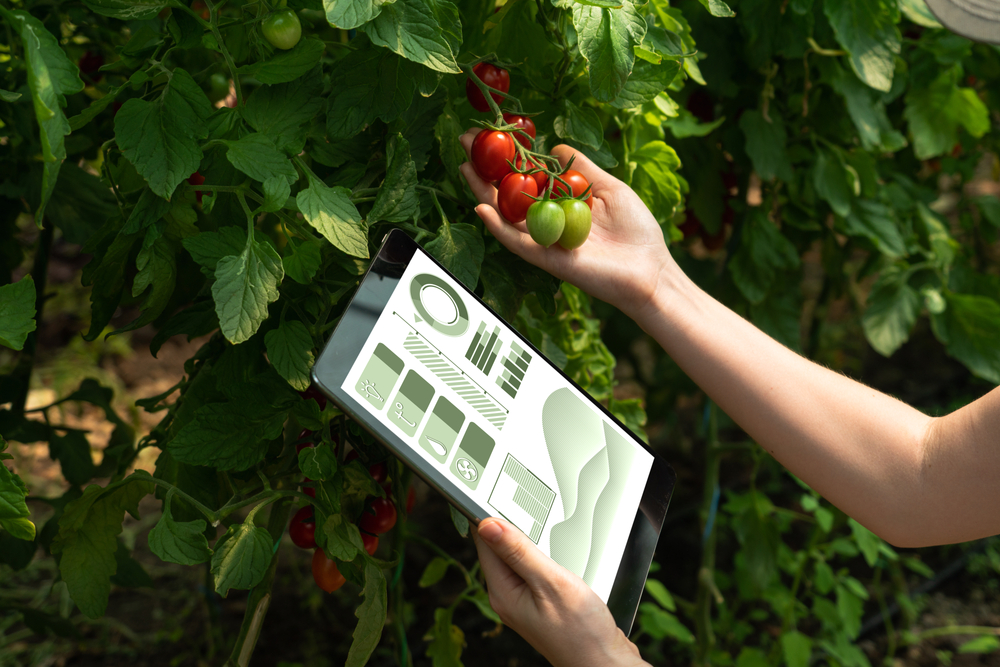 Woman,Farmer,With,Digital,Tablet,In,Cherry,Tomatoes,Greenhouse.,Smart