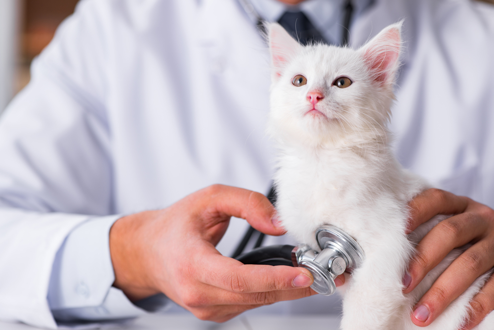 White,Kitten,Visiting,Vet,For,Check,Up