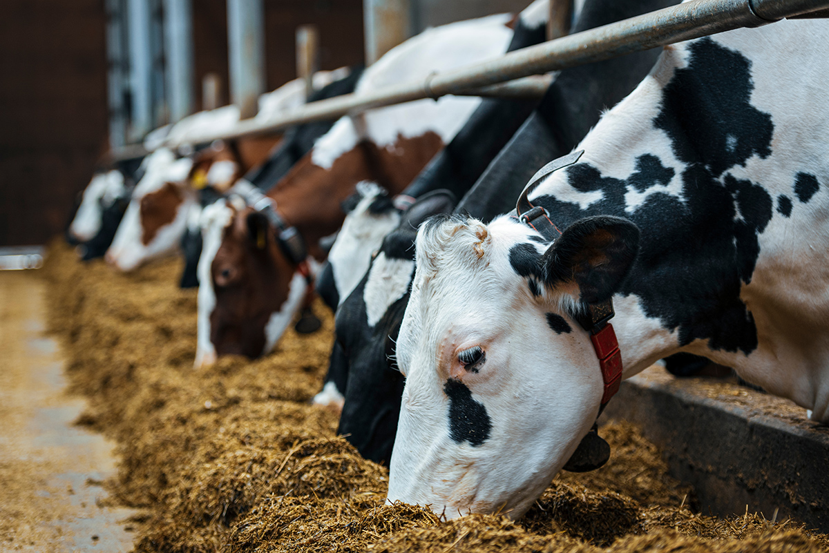 Imagen de vacas alimentándose en un rastro