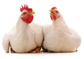 poultryindustry